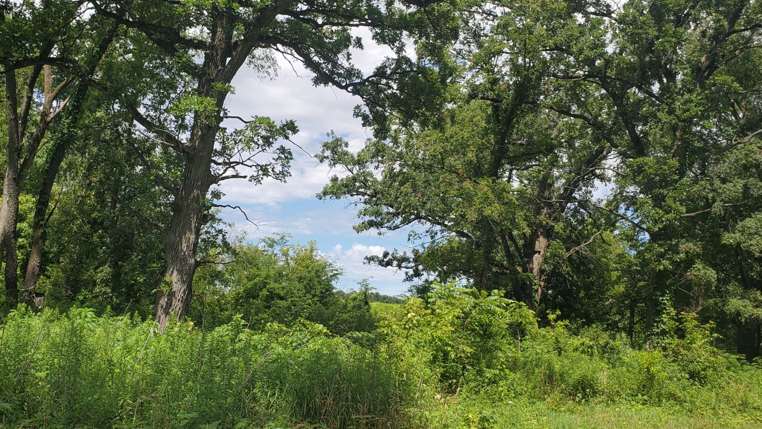 Saint James Forest Preserve 